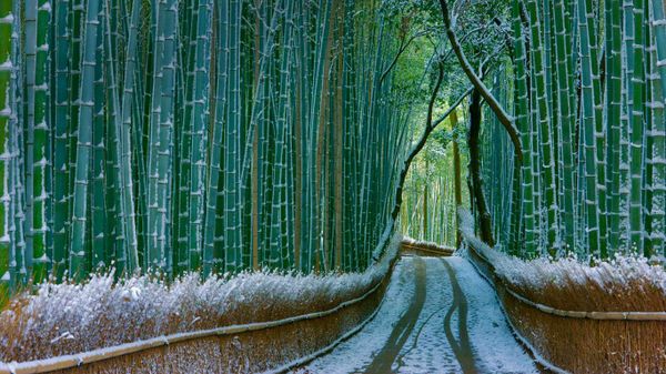 Sagano bamboo forest, Arashiyama, Kyoto, Japan
