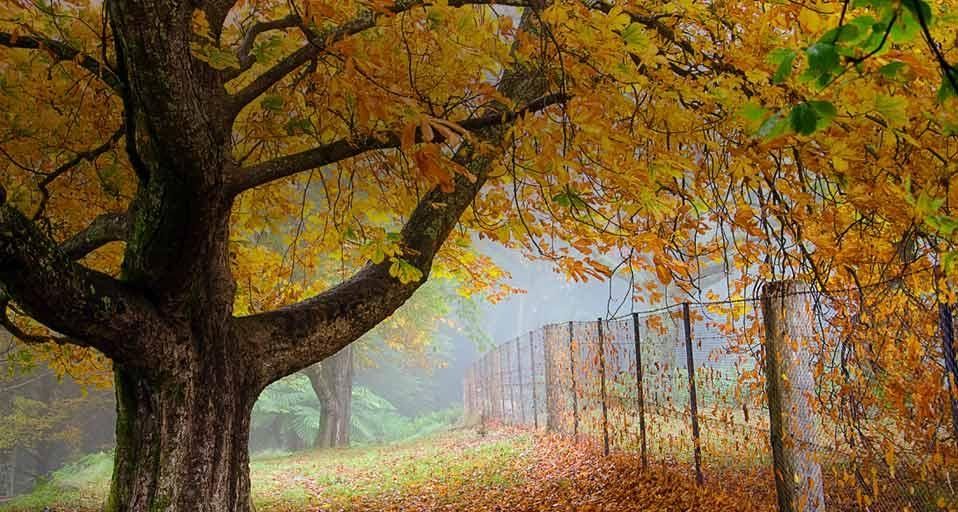 AutumnTrees