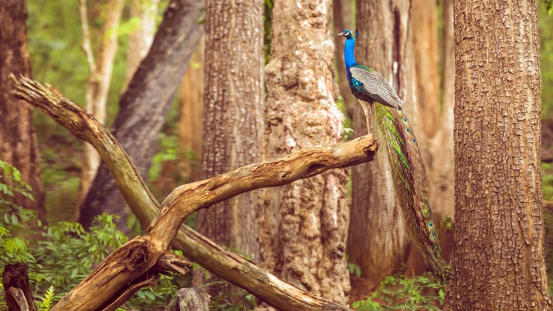 Indian peafowl, Nagarahole National Park, Karnataka, India