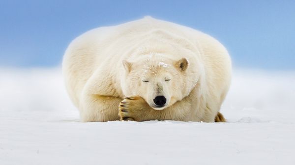 Polar bear on a barrier island in the Beaufort Sea, Arctic National Wildlife Refuge, Alaska