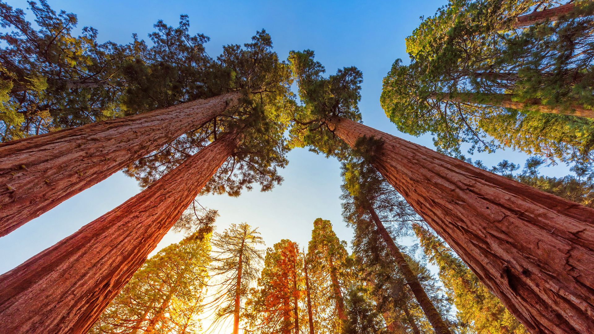 Giant sequoia trees in Sequoia and Kings Canyon National Parks, California