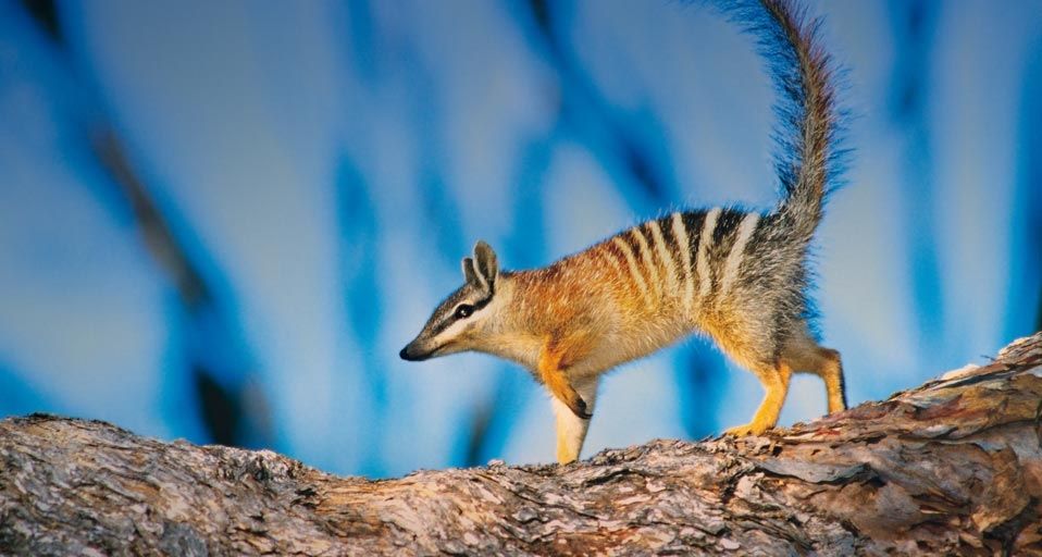 Numbat walking along a log