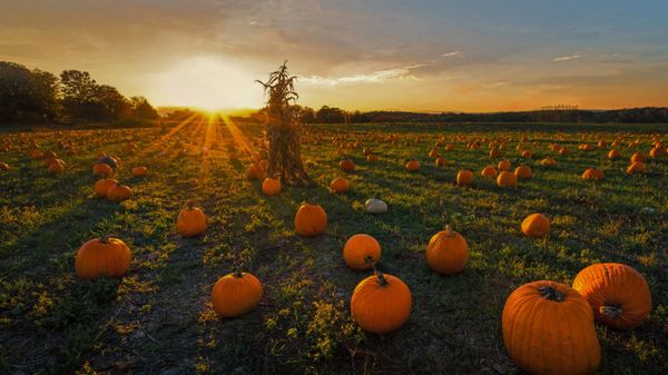 A pumpkin patch in Newton, Massachusetts