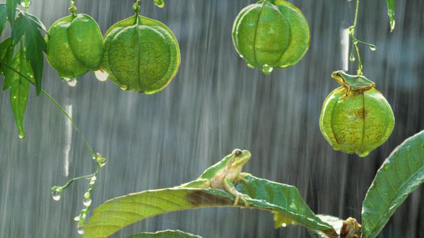 Japanese tree frogs