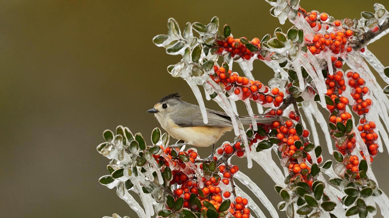 Black-crested titmouse in Texas Hill Country