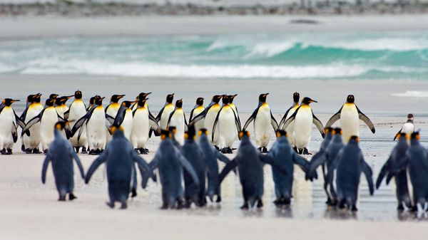 King penguins at Volunteer Point, Falkland Islands
