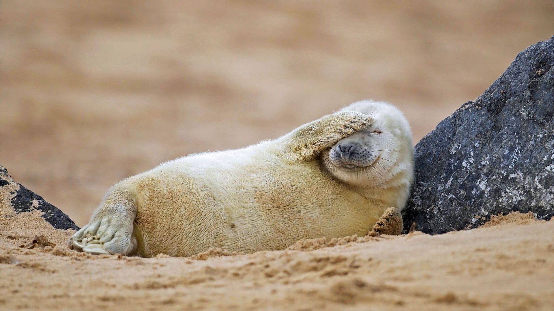 Gray seal pup resting on a beach in Blakeney National Nature Reserve, England