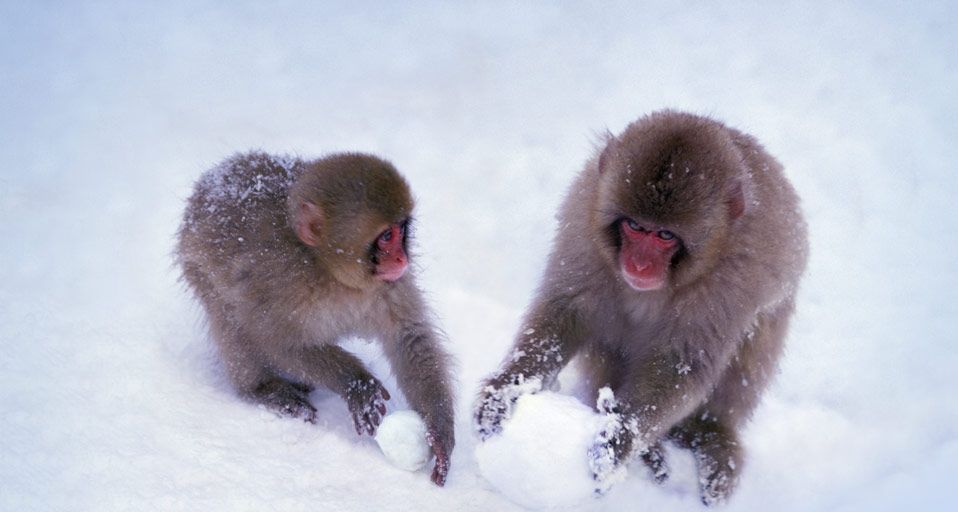 Two Japanese snow monkeys play with snowballs in Nagano, Japan