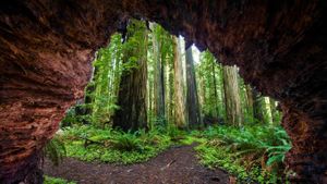 Redwood trees at Jedediah Smith Redwoods State Park, California, USA (© Cavan Images/Offset)(Bing Australia)