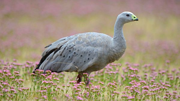 Cape Barren Goose (Cereopsis novaehollandiae) standing in a flowering meadow, Tasmania