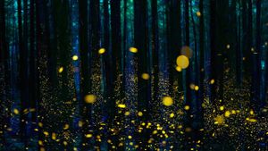Fireflies illuminate a forest in Shikoku, Japan (© Hiroya Minakuchi/Minden Pictures)(Bing United States)