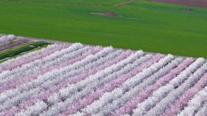 花团锦簇的扁桃果园，加利福尼亚州萨克拉门托山谷 (© Anthony Dunn/Alamy)(Bing China)
