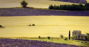 Lavender fields near Sault, Provence-Alpes-Cote d'Azur, France -- SIME/eStock Photo &copy; (Bing New Zealand)