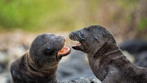 圣地亚哥岛上的加拉帕戈斯群岛海狮幼崽们，厄瓜多尔 (© Tui De Roy/Minden Pictures)(Bing China)