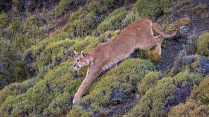 Puma in Torres del Paine National Park, Patagonia, Chile (© Ingo Arndt/Minden Pictures)(Bing United Kingdom)