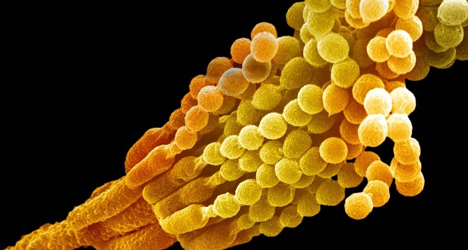 Penicillin