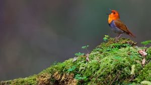 Japanese robin, Yatsugatake, Nagano, Japan (© Gouichi Wada/Minden Pictures)(Bing United Kingdom)