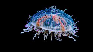 Flower hat jelly in the Monterey Bay Aquarium, Monterey, California (© Frans Lanting/plainpicture)(Bing New Zealand)