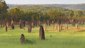 Termite mounds in Litchfield National Park, Northern Territory, Australia (© Ingo Arndt/Minden Pictures)(Bing Australia)