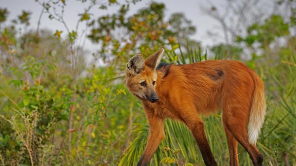 Loup à crinière, État de Piaui, Brésil