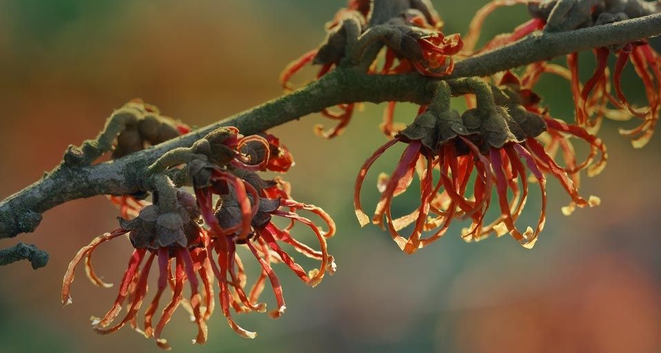 Jelena witch hazel (Hamamelis x intermedia)
