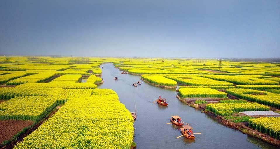 XinghuaFlower