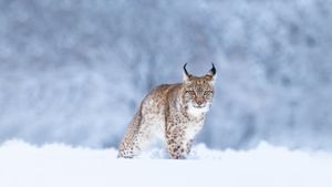 Eurasian lynx in the snow (© Jan Stria/Shutterstock)(Bing United Kingdom)