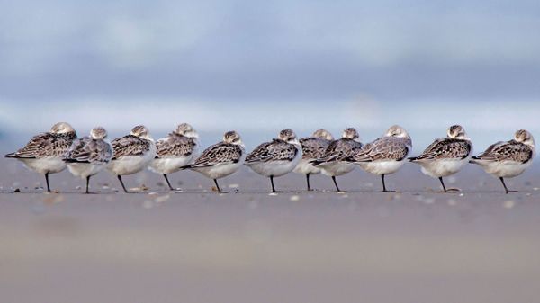 Sanderlings sleeping on a beach in Terschelling, Netherlands