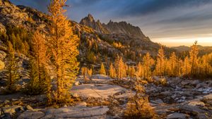 Alerces dorados con el pico Prusik de fondo, Enchantments, Washington, EE.UU. (© Jim Patterson/Tandem Stills + Motion)(Bing España)