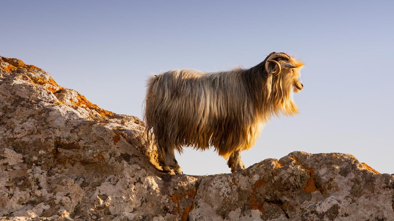 A goat on the castle rocks in Myrina, on the isle of Lemnos, Greece