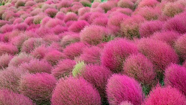 赤く染まるコキア, 茨城