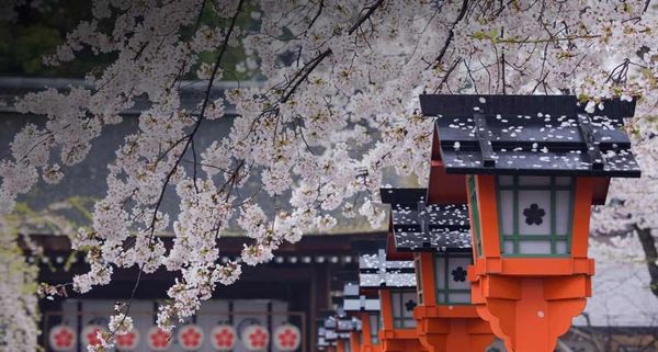 CherryBlossom