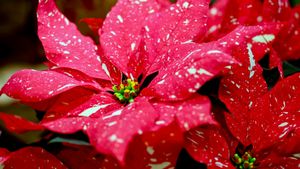 Spotted poinsettia (© DigiPub/Getty Images)(Bing United States)