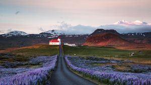 Lupine fields and church at sunrise, Snæfellsnes Peninsula, Iceland (© Matteo Colombo/Getty Images)(Bing New Zealand)