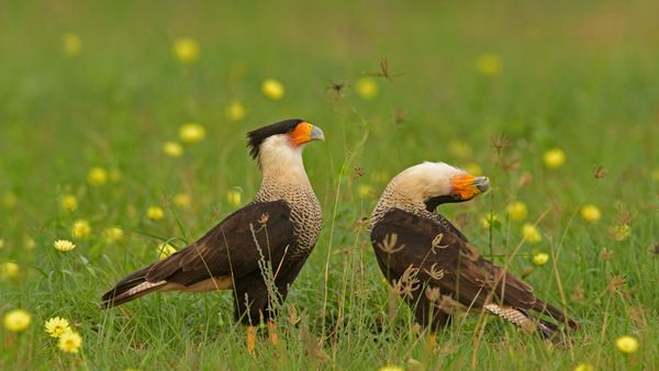 Crested caracara birds courting in Texas, USA