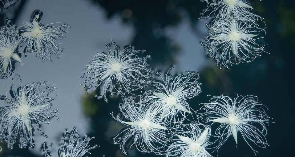 FloatingFlowers