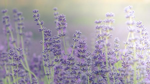 Lavender fields at lavender farm, Islip, Chipping Norton, Oxfordshire