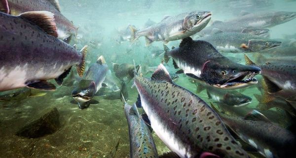 SpawningSalmon