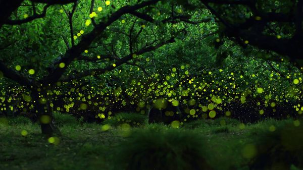 Long-exposure photograph of fireflies in a forested area near Nagoya City, Japan