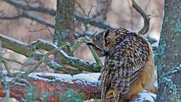 An eagle-owl in Helsinki for Finland's Independence Day