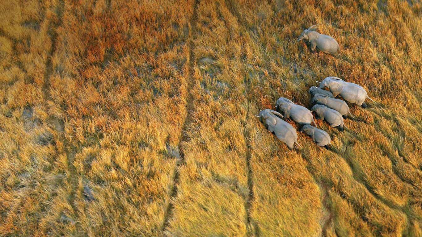 Elephants in the Okavango Delta, Botswana