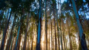 Eucalyptus forest, Urubici, Santa Catarina, Brazil (© YES BRASIL/Getty Images)(Bing New Zealand)