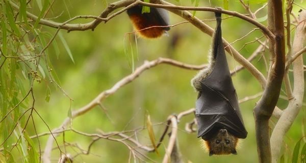 FlyingFox
