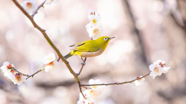 梅の枝に止まるメジロ