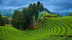 和束町の茶畑, 京都府 (© Tuul & Bruno Morandi/Getty Images)(Bing Japan)