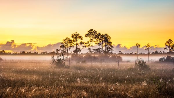 Parco Nazionale delle Everglades, Florida, USA