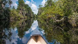 Canoe paddling in Okefenokee National Wildlife Refuge, Florida, USA (© Brad Beck/Tandem Stills + Motion)(Bing Australia)