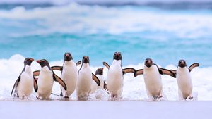 Southern rockhopper penguins on the Falkland Islands (© Heike Odermatt/Minden Pictures)(Bing Australia)