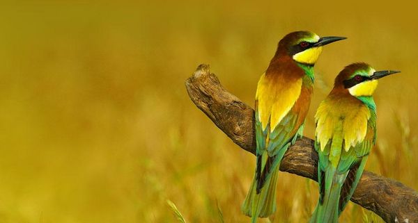 EuropeanBeeEaters