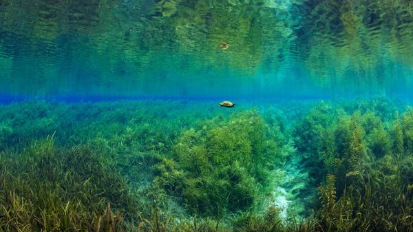 Florida red-bellied turtle in Rainbow Springs, Rainbow Springs State Park, Florida, USA
